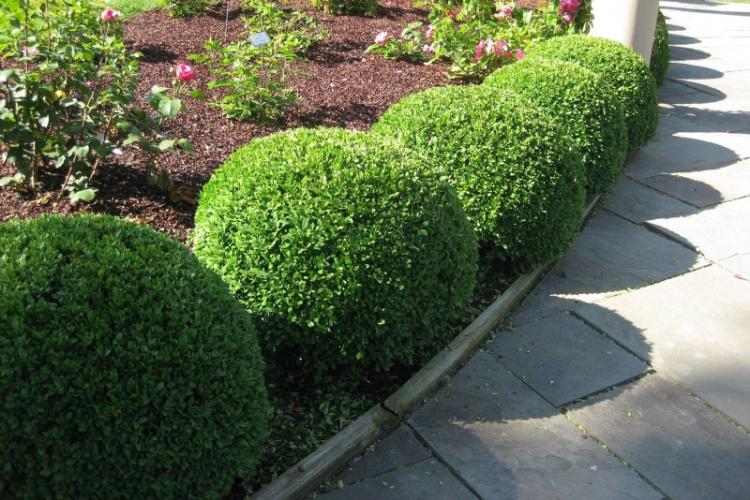 Самшит - фото