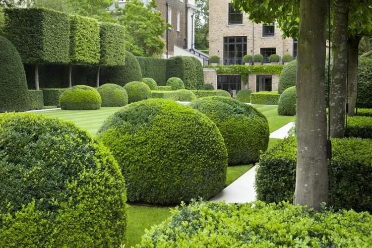 Самшит - фото