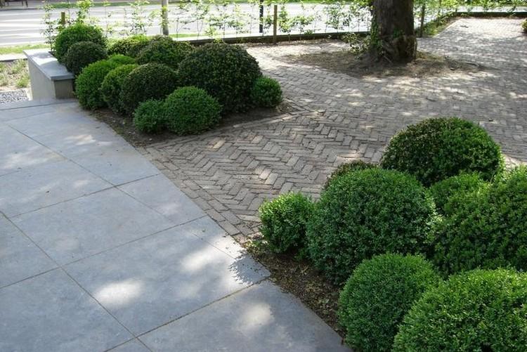 Самшит - фото