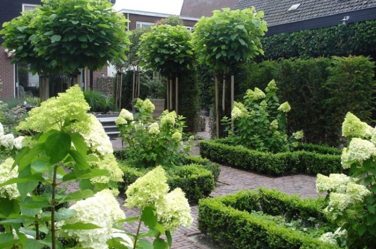 Самшит - фото