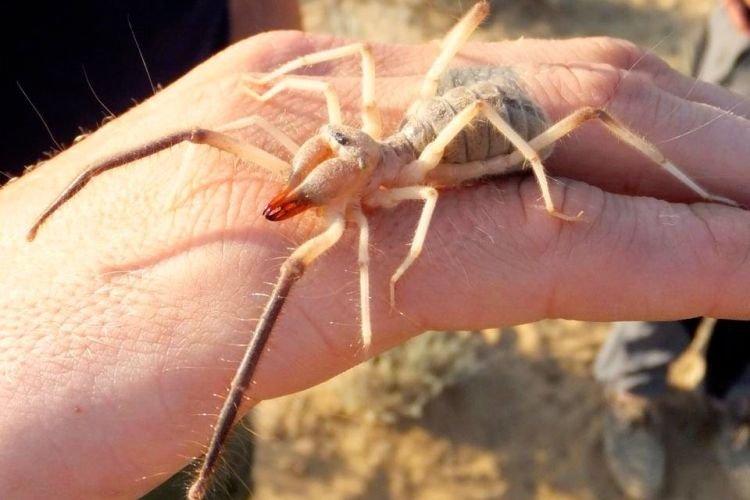 Верблюжий паук - Самые большие пауки в мире