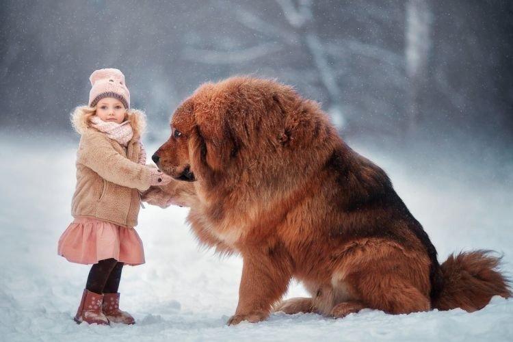 Тибетский мастиф - Самые большие собаки в мире
