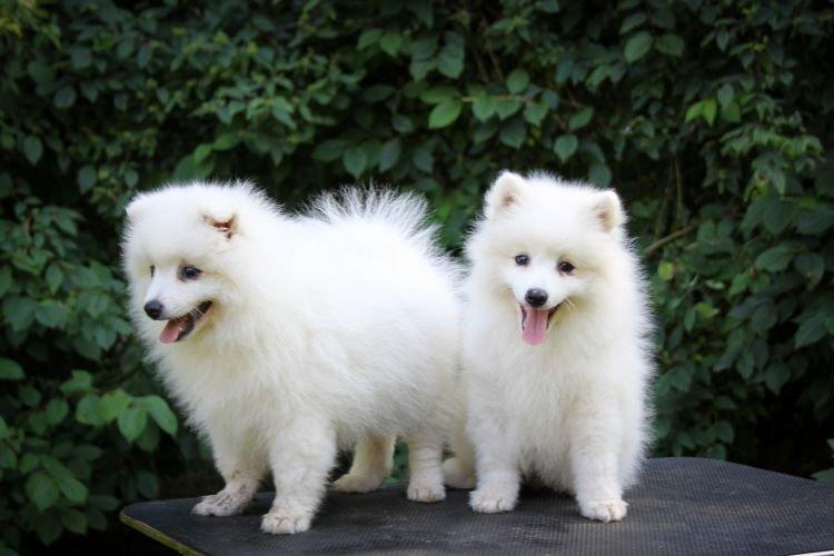Японский шпиц - Самые добрые породы собак