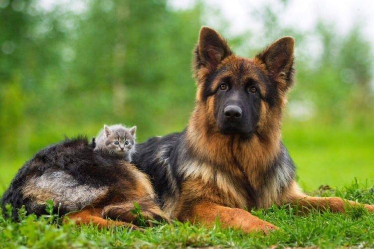 Немецкая овчарка - Самые добрые породы собак