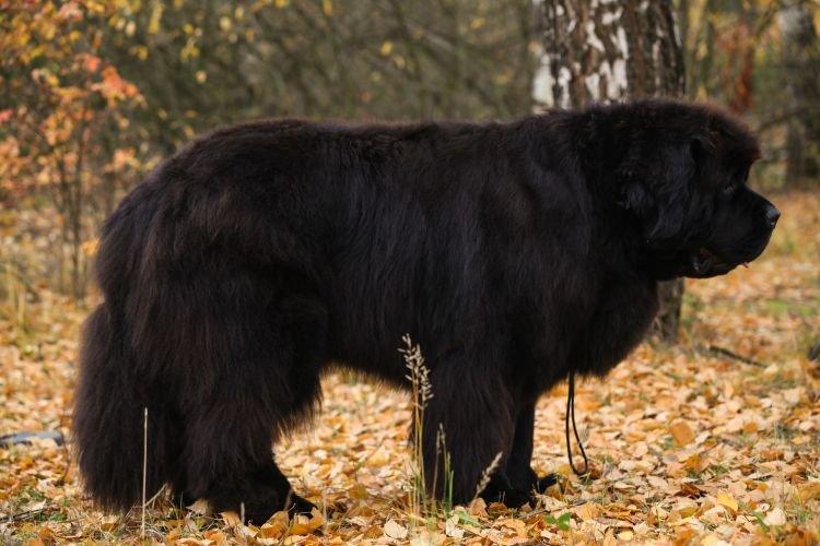 Ньюфаундленд - Самые добрые породы собак