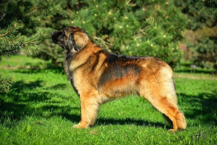 Леонбергер - Самые добрые породы собак