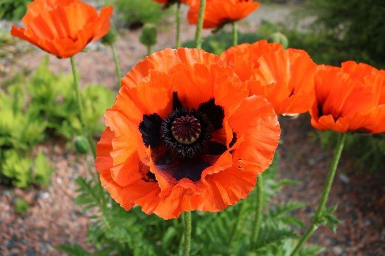 Восточный мак - Самые красивые цветы в мире