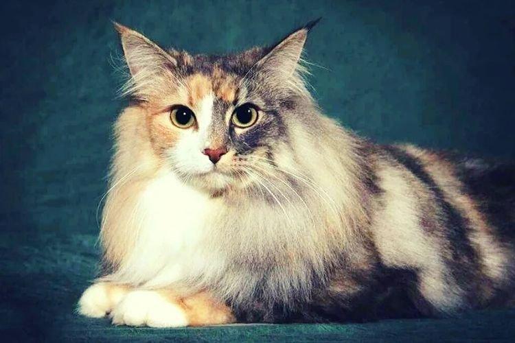 Норвежская лесная - Самые красивые породы кошек