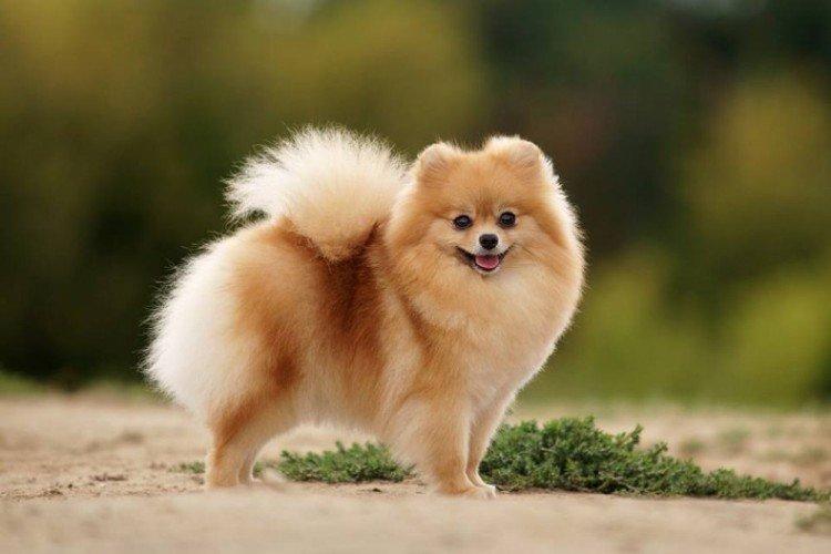 Померанский шпиц - Самые красивые породы собак