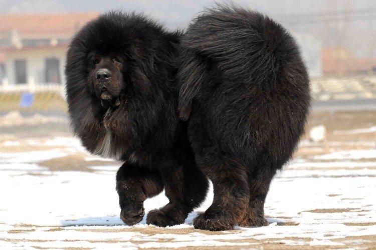 Тибетский мастиф - Самые красивые породы собак