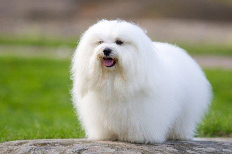 Котон-де-Тулеар - Самые маленькие собаки в мире