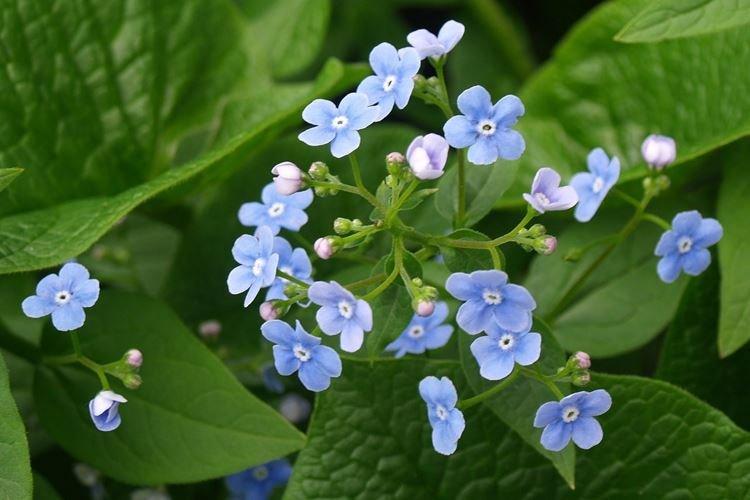 Бруннера - Самые неприхотливые цветы для дачи