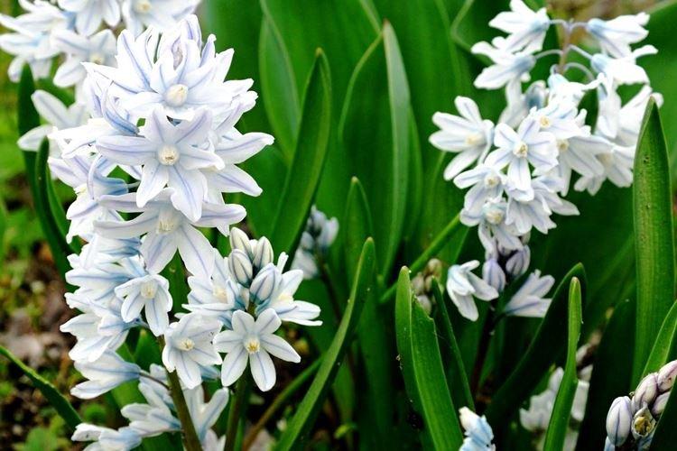 Пушкиния - Самые неприхотливые цветы для дачи