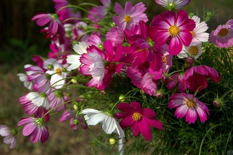 Космея - Самые неприхотливые цветы для дачи