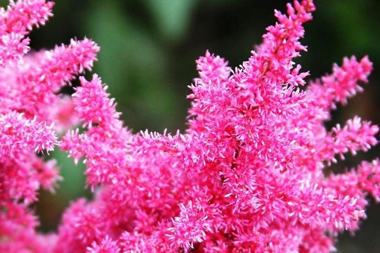 Астильба - Самые неприхотливые цветы для дачи