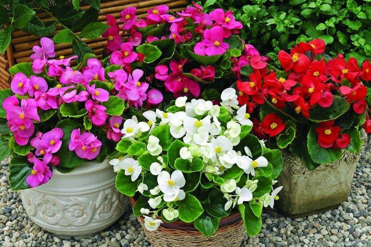 Бегония вечноцветущая - Самые неприхотливые комнатные растения
