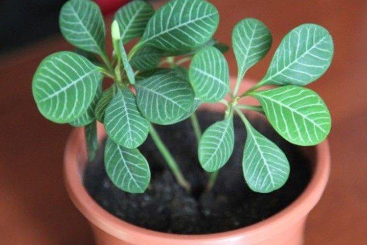 Молочай - Самые неприхотливые комнатные растения