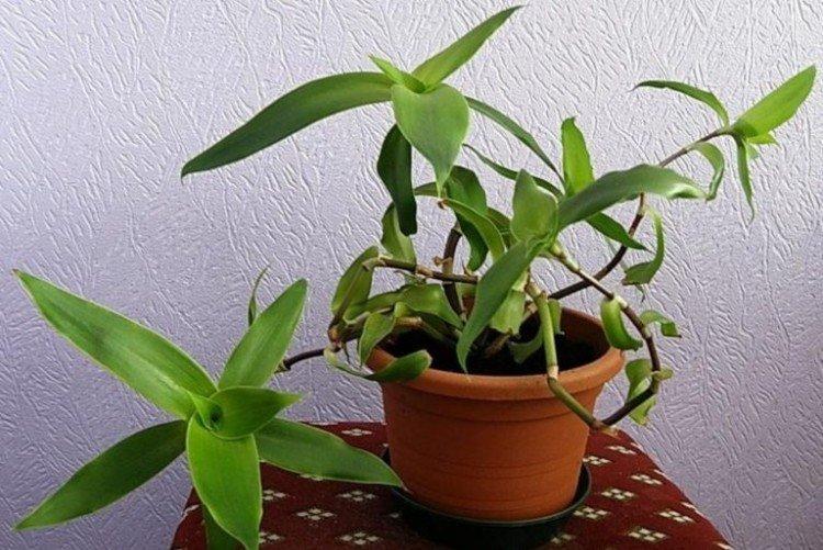 Золотой ус - Самые неприхотливые комнатные растения