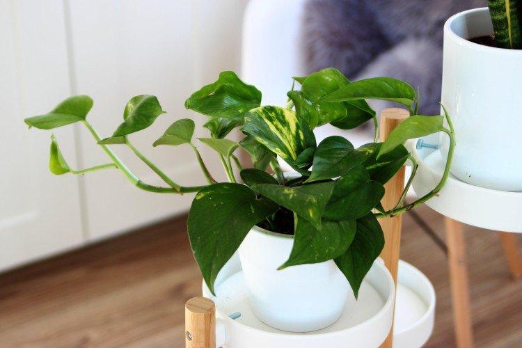 Сциндапсус - Самые неприхотливые комнатные растения