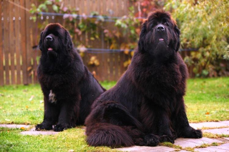 Ньюфаундленд - Самые послушные породы собак