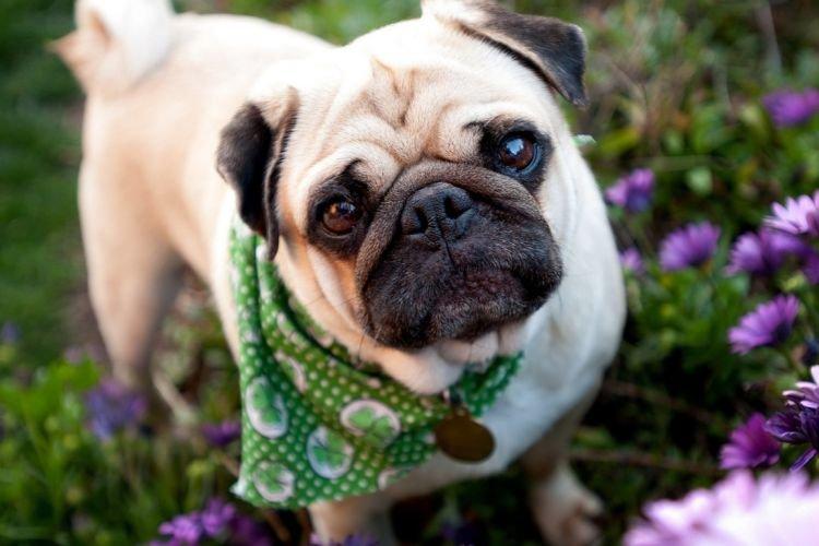 Мопс - Самые послушные породы собак