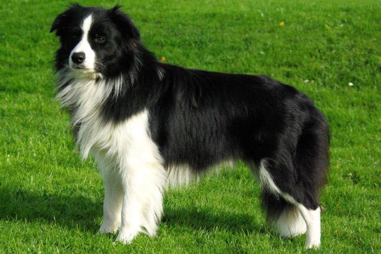 Бордер-колли - Самые послушные породы собак