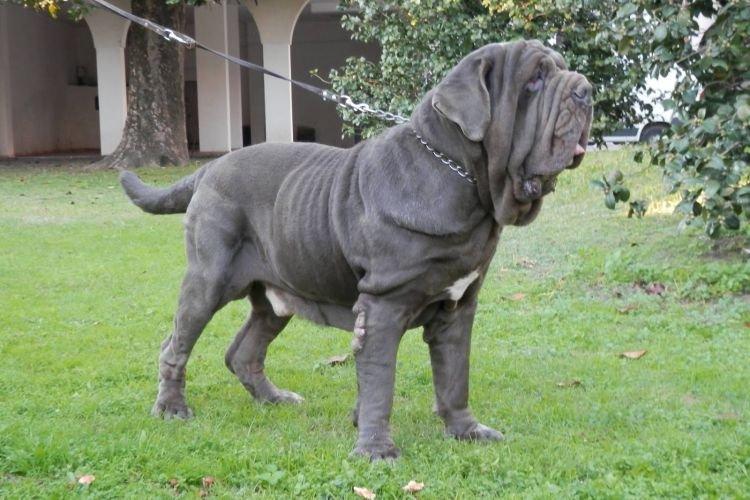 Неаполитанский мастиф - Самые послушные породы собак