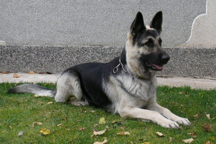 Восточно-европейская овчарка - Самые умные породы собак