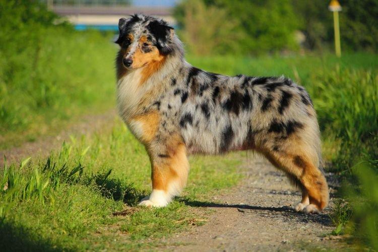 Австралийская овчарка - Самые умные породы собак