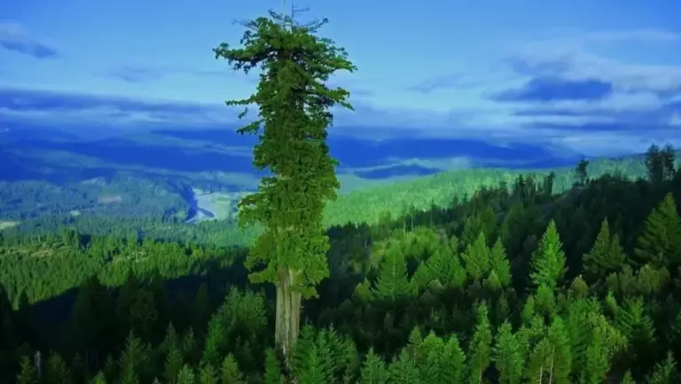 Самые высокие деревья в мире: удивительные рекорды природы