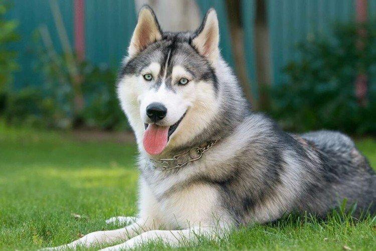 Особенности и темперамент - Характер сибирского хаски