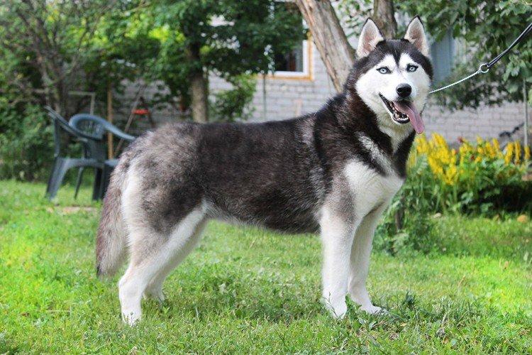 Условия содержания - Уход за хаски