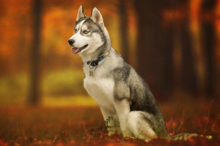 Гигиена - Уход за хаски