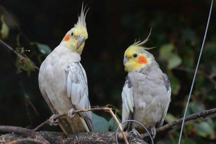 Продолжительность жизни попугаев