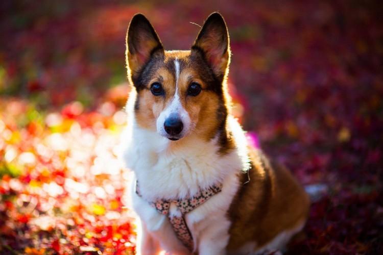 Сколько живут собаки и как продлить их жизнь