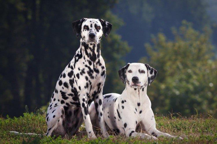 Здоровье - Сколько живут собаки