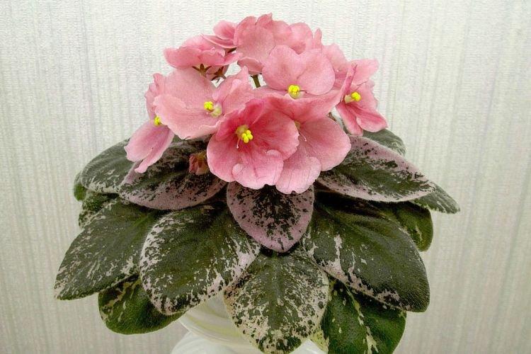 Сорт фиалки Палящее солнце