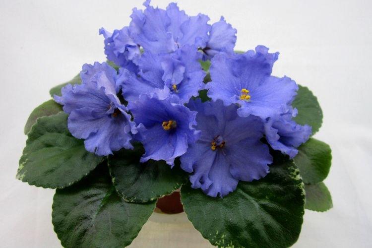 Сорт фиалки Адмирал