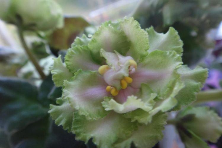 Сорт фиалки Медный всадник