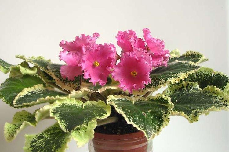 Сорт фиалки Чаша