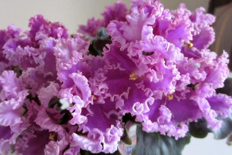 Сорт фиалки Rosie Ruffles