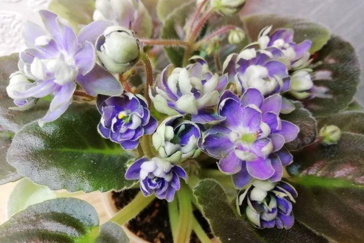 Сорт фиалки Н-Адам