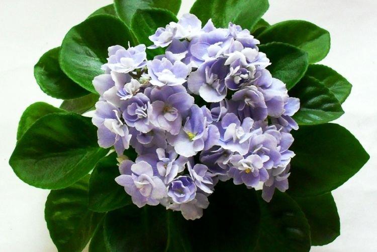 Сорт фиалки Boo Man