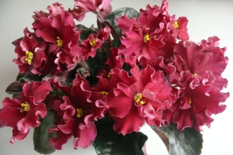 Сорт фиалки Бетельгейзе