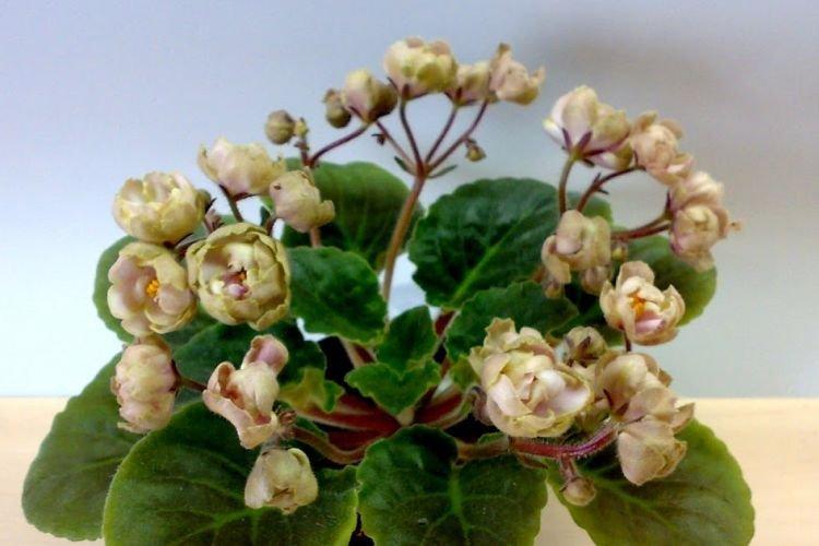 Сорт фиалки Жемчужина Нила