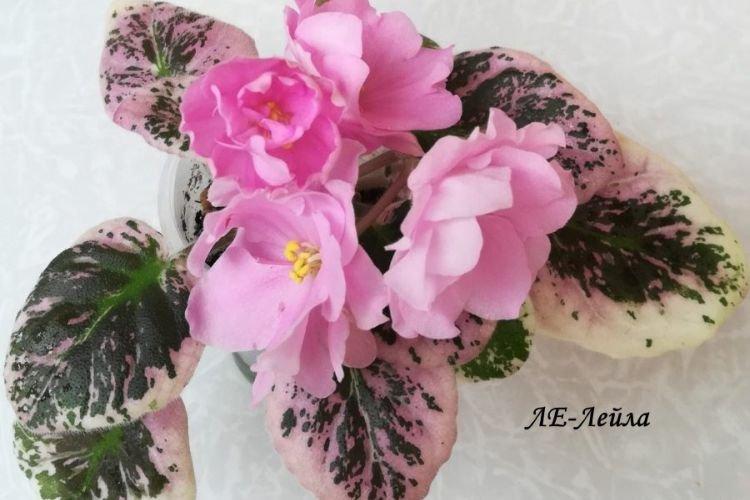 Сорт фиалки Ле-Лейла