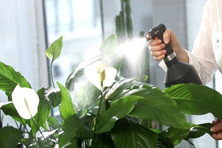 Полив - Спатифиллум уход в домашних условиях