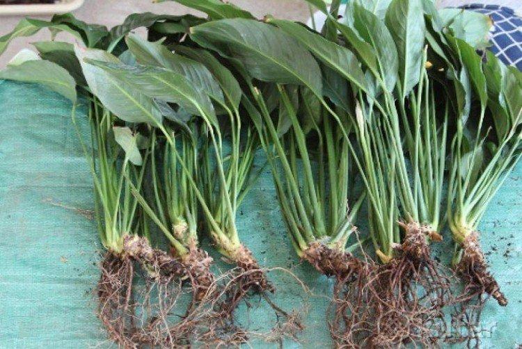 Размножение - Спатифиллум уход в домашних условиях