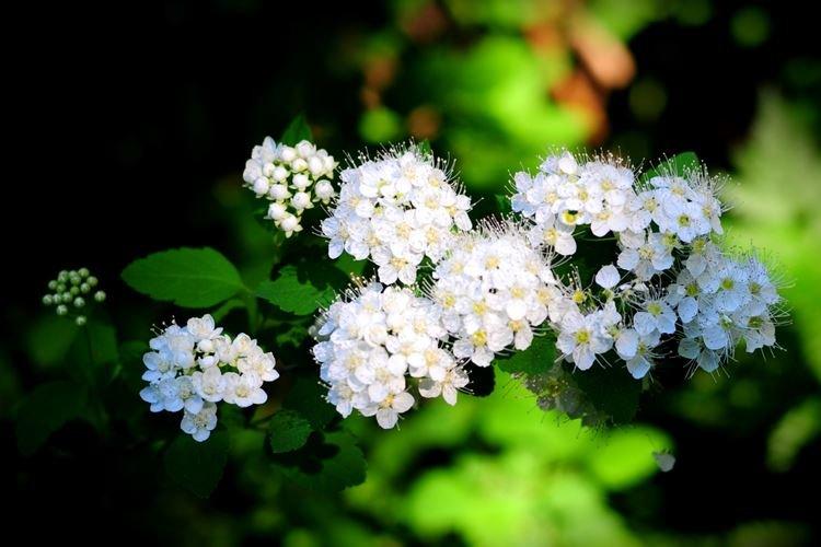 Общая информация - Спирея