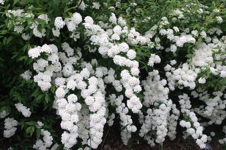 Спирея Вангутта